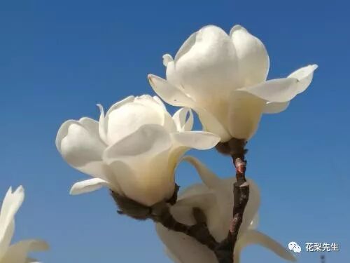 听 春华秋实 华理的花 花梨先生 微信公众号文章阅读 Wemp