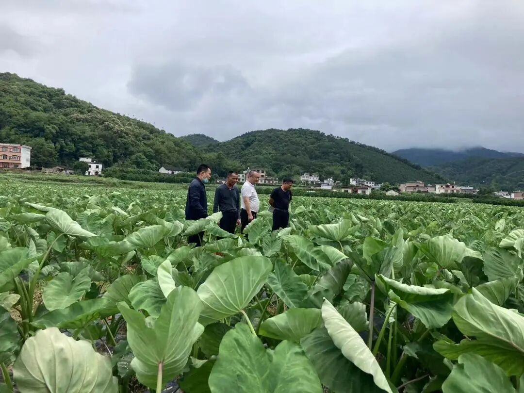 里松镇践行初心担使命党员先锋我先行67