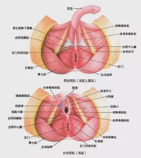 怎么 收 会阴《针灸甲乙经》之会阴穴_https://www.jmylbn.com_新闻资讯_第3张
