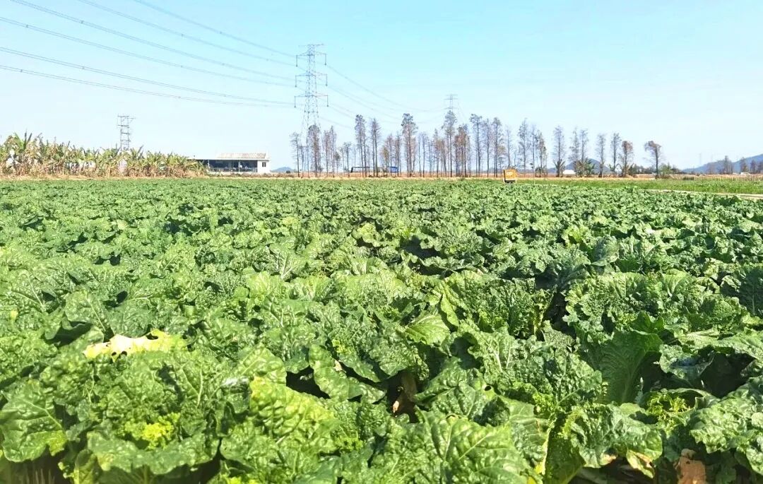 企业动态 方正pcb助力菜农解决滞销问题 行业新闻 珠海市线路板协会