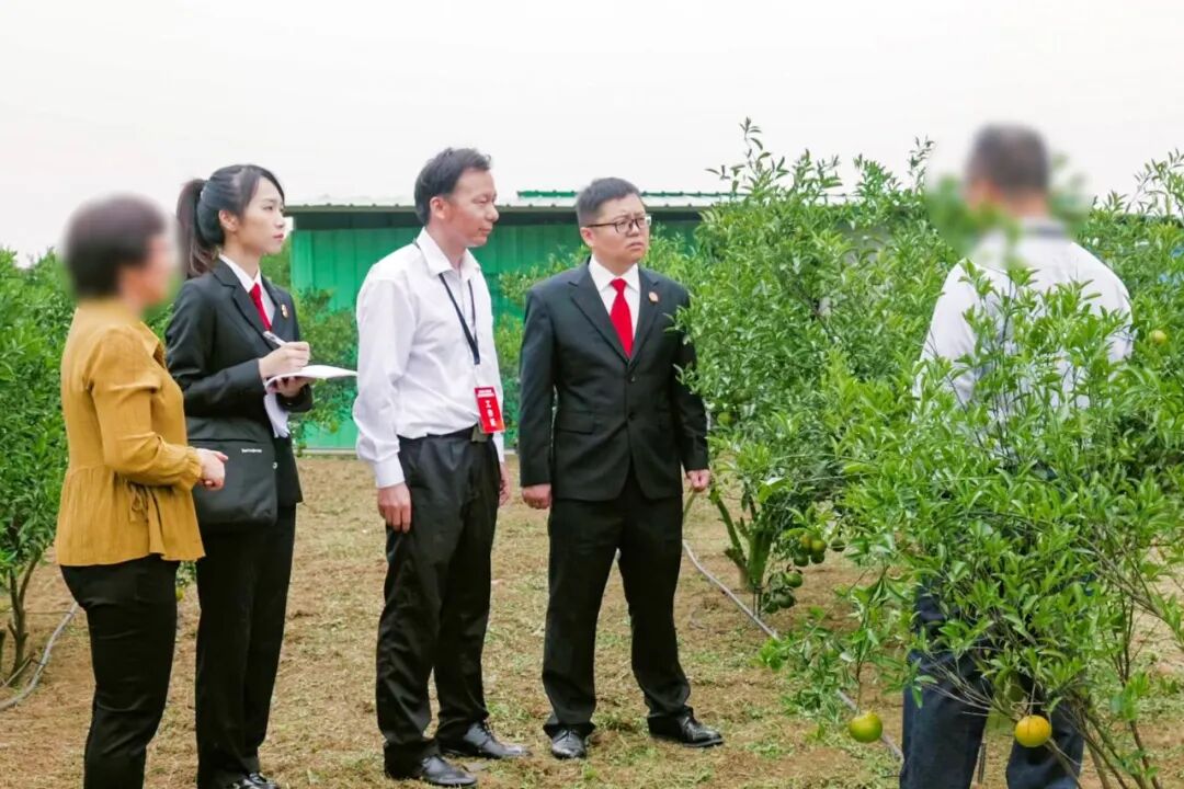 法官与技术调查官到柑园查看不同分区柑树的长势
