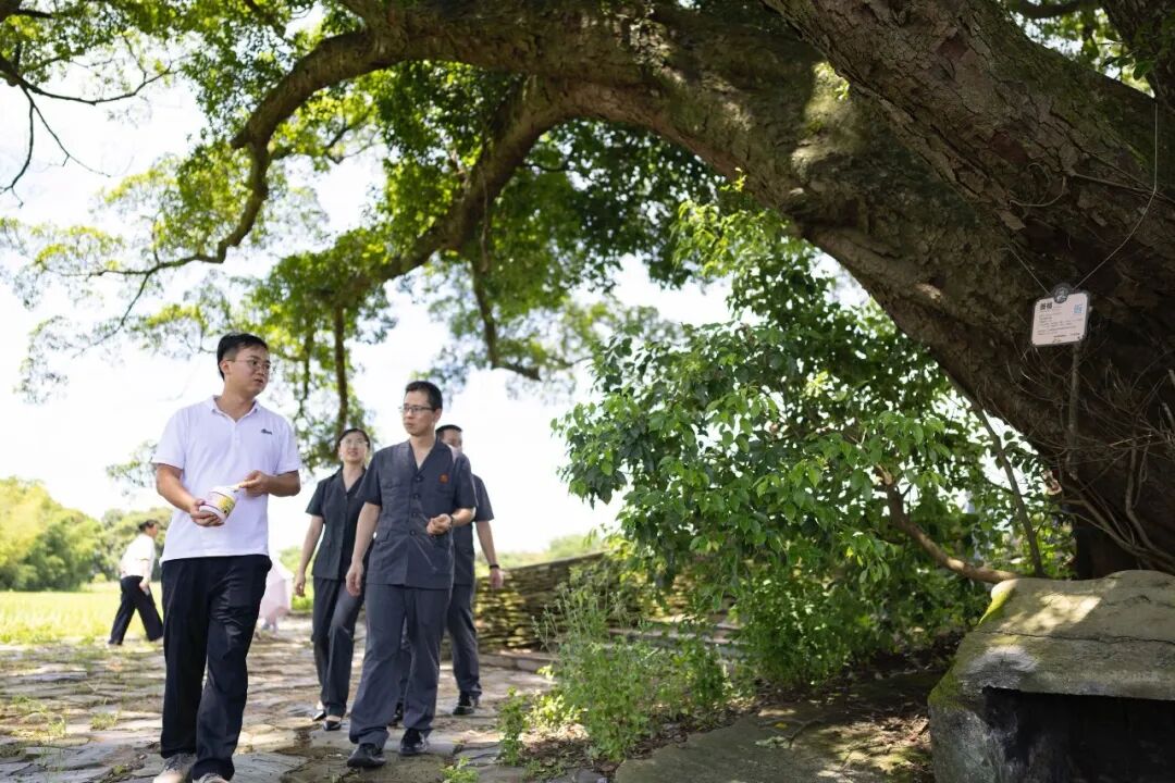 桂头法庭法官在游溪镇实地查看樟榕合抱“瑶汉同根树”，了解古树名木司法保护令落实情况