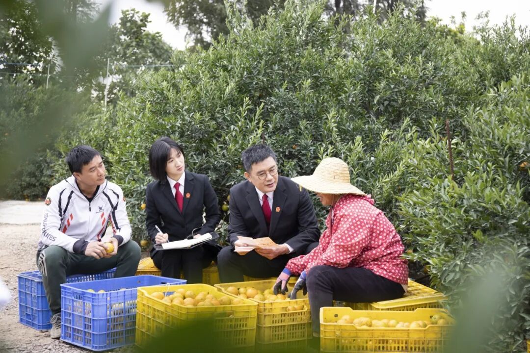 柑园里，会城法庭的干警们与柑农们围坐在一起，用拉家常的方式讲解法律知识