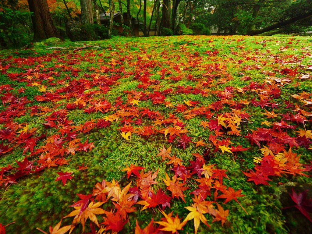 禅园秘境丨苔寺观苔 一叶盆景 微信公众号文章阅读 Wemp