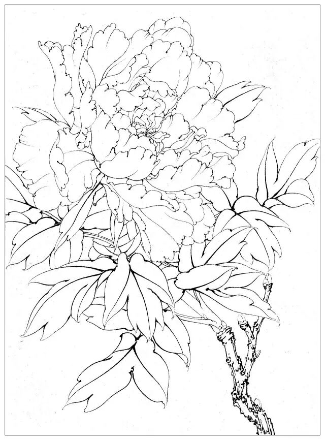 图文教程 李晓明工笔牡丹 墨海青龙 绘制步骤文字解析 工笔画 微信公众号文章阅读 Wemp