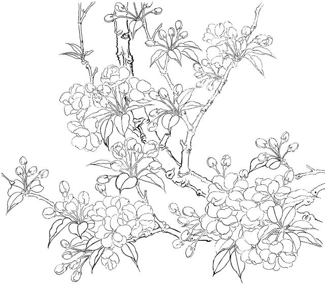 工笔海棠画法步骤 - chrome插件网