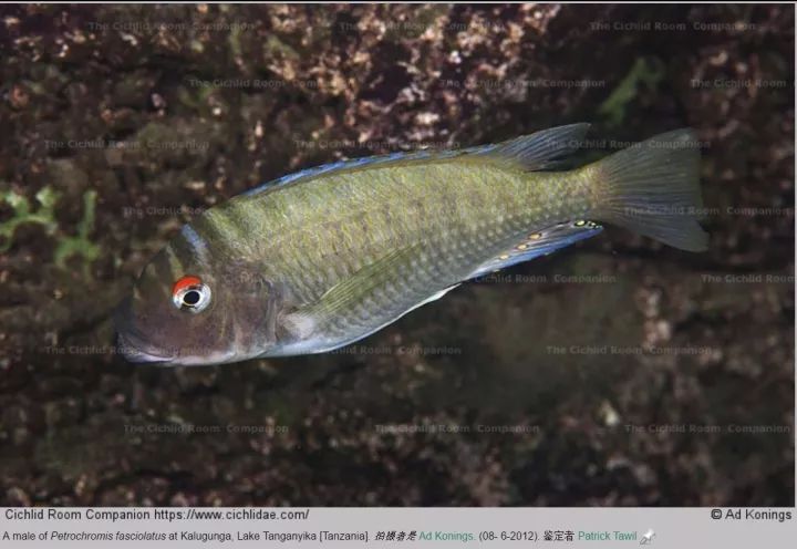 短慈鲷品种_三湖慈鲷马鲷品种图鉴_三湖慈鲷虎鱼品种