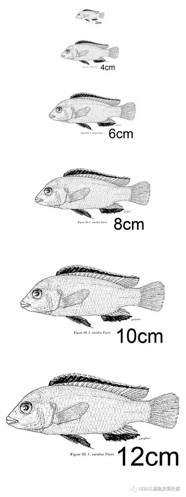 水族知识