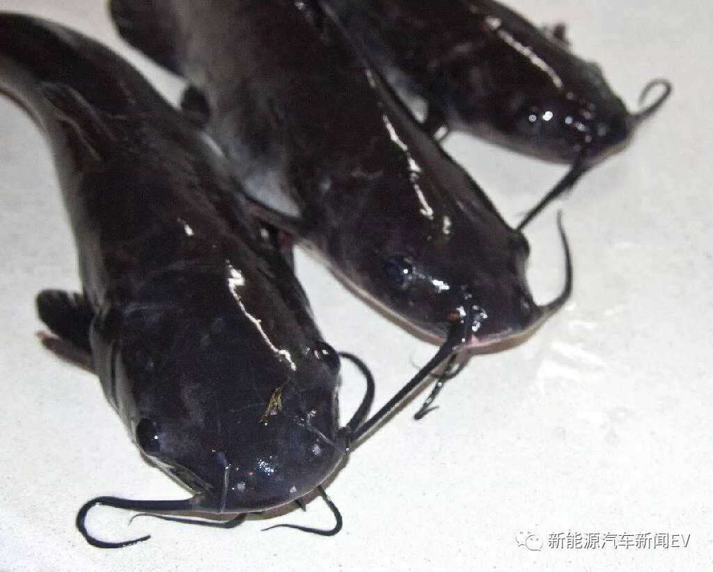 造车新势力 我真的可能是条鲶鱼