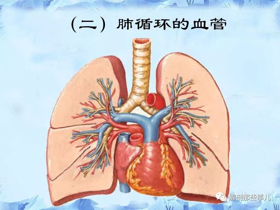 血管 人体形态学课件 解剖那些事儿 微信公众号文章阅读 Wemp