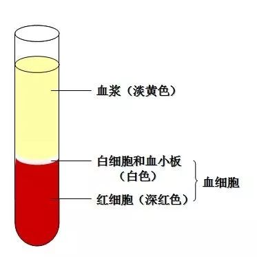 529期：全血、血清、血浆傻傻分不清楚？科普知识帖