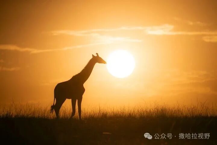 “麒麟外交”与凯伦故居的不同历史叙事-中非友好经贸发展工作委员会