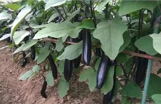 露地茄子种植技术