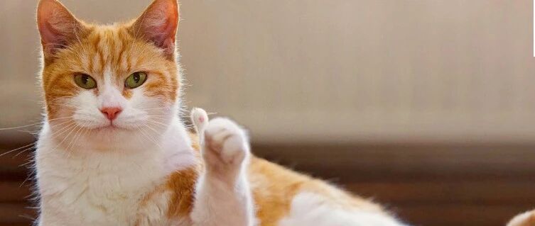 为爱猫挑战整个行业？这个铲屎官有点刚！