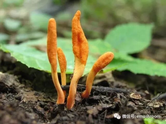 知识贴中医药抗疫受关注！盘点几种常见药用菌