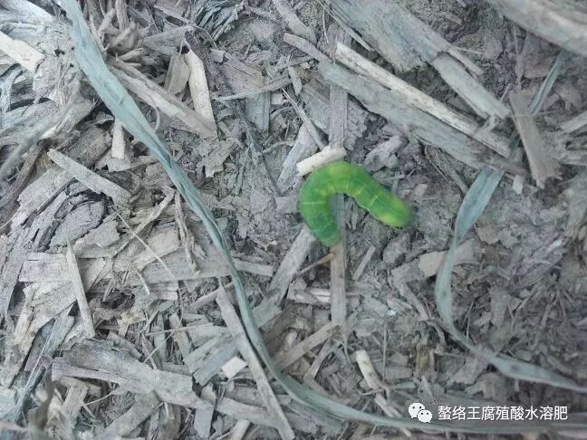 蔬菜 辣椒青虫 甜菜夜蛾 斜纹夜蛾怎么治 螯络王腐植酸水溶肥 微信公众号文章阅读 Wemp