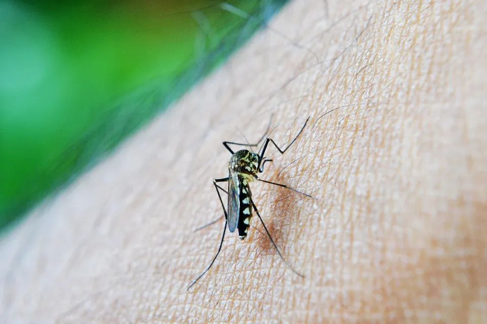 古人在夏天是怎样驱蚊的？(图1)