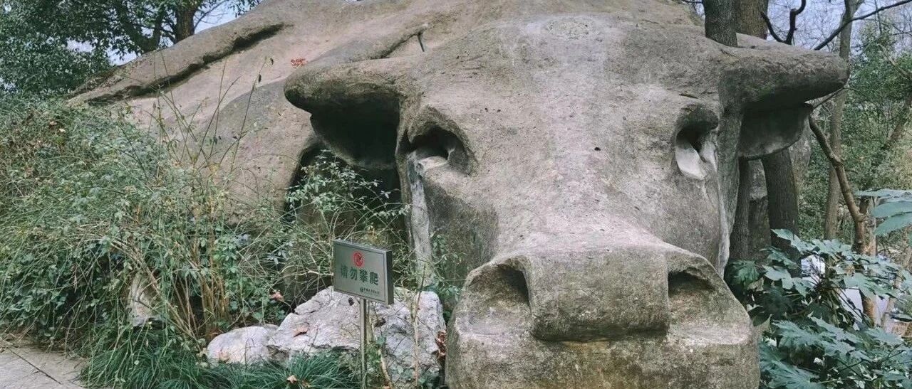 真牛！这里竟藏着一头石头做的牛，很多杭州人都不一定知道