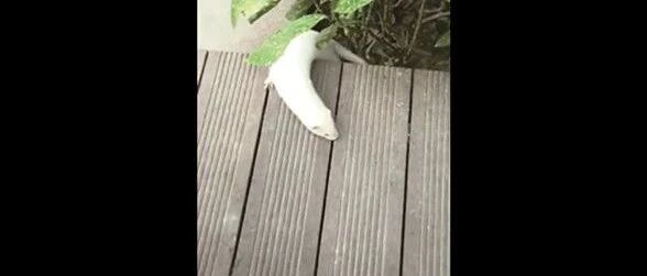 这是啥？全身发白，还会游泳！昨天杭州某小区出现一位“稀客”，专家说它是家养的宠物