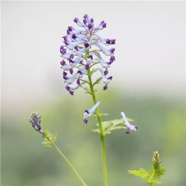 山雞椒 日本金腰 認識杭州野花最好的季節來了 都市快報 微文庫