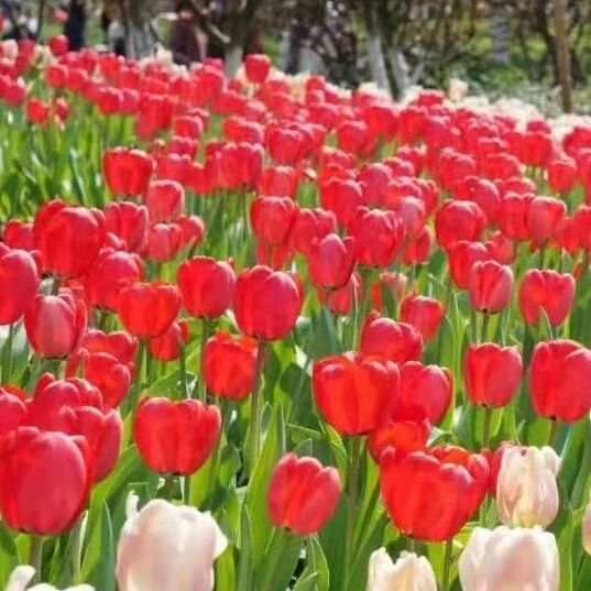 很多杭州人记挂的太子湾郁金香花展要来了！是否限流、怎么预约？