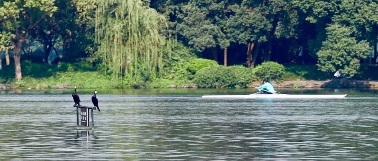 国庆长假，一群特殊的客人来了西湖，说不定还会“落户”杭州！快来戳戳戳，带你认识它们