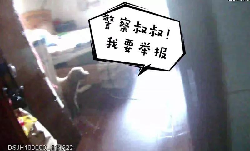 一條養了9年的泰迪把女主人「賣」了！杭州民警大讚：寶寶，幹得漂亮 未分類 第1張