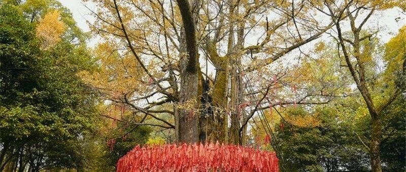 1400多岁的它，黄了！这里藏着杭州最绚烂的秋天