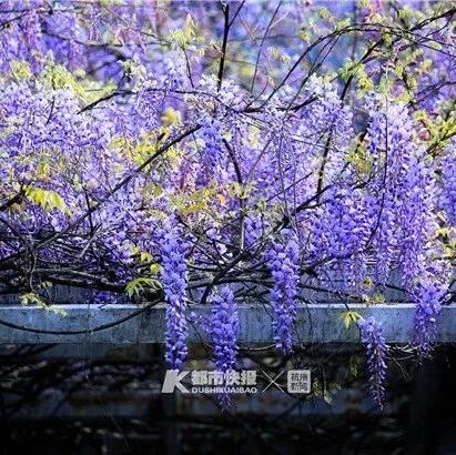 清明小长假，杭州又要让人羡慕了!新一轮花花上架，这次连景区都不用跑