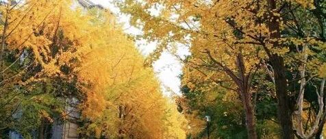 杭州即将“满城尽带黄金甲”，橙友纷纷推荐最美秋日路！下周三前都是秋高气爽好天气，出门走走看看吧