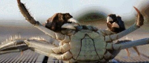 朋友说生吃螃蟹能强壮骨骼，40多岁阿姨一口气生吃30多只，结果寄生虫在她身体里安了家……