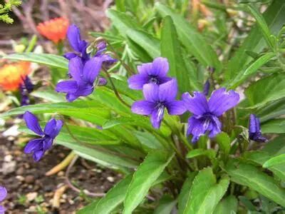 紫花地丁的功效与作用 英语学习软件 济宁新闻