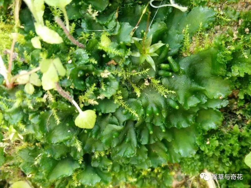苔藓植物丨苔纲