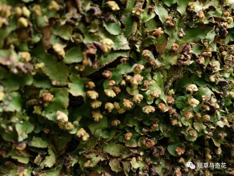 苔藓植物丨苔纲