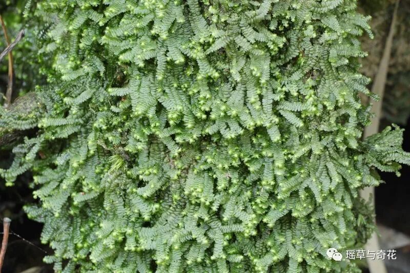 苔藓植物丨苔纲
