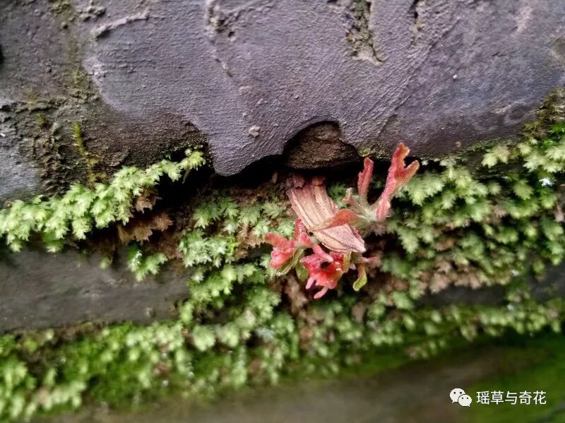 苔藓植物丨苔纲