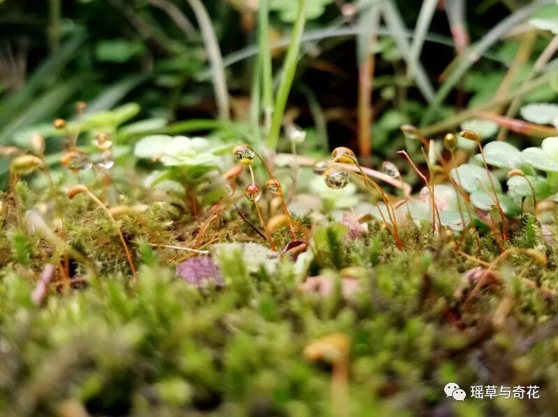 苔藓植物丨苔纲