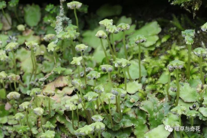 苔藓植物丨苔纲