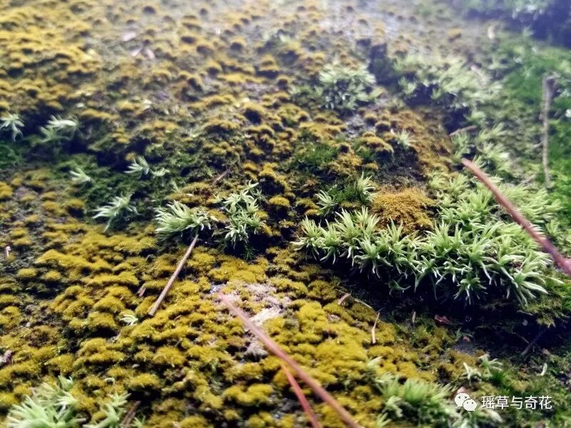 苔藓植物丨苔纲