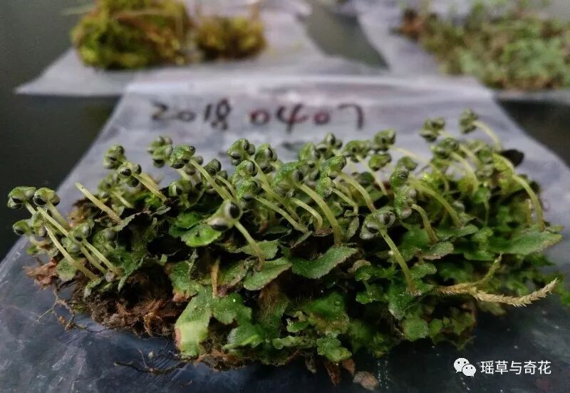 苔藓植物丨苔纲