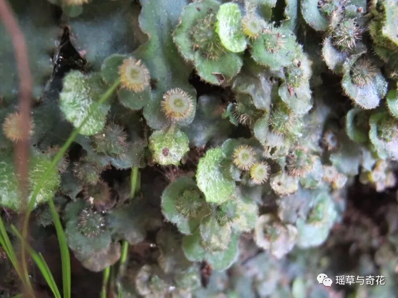 苔藓植物丨苔纲