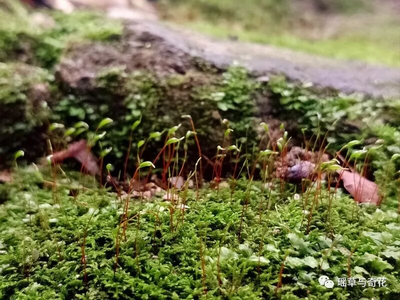 苔藓植物丨苔纲