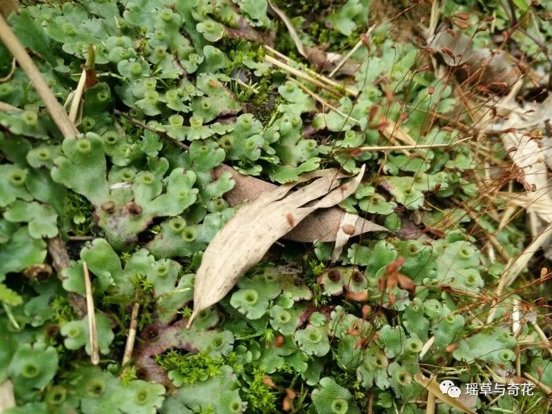 苔藓植物丨苔纲