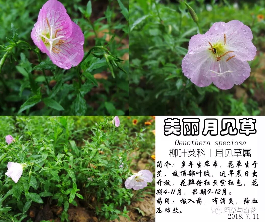 耳环花丨紫茉莉