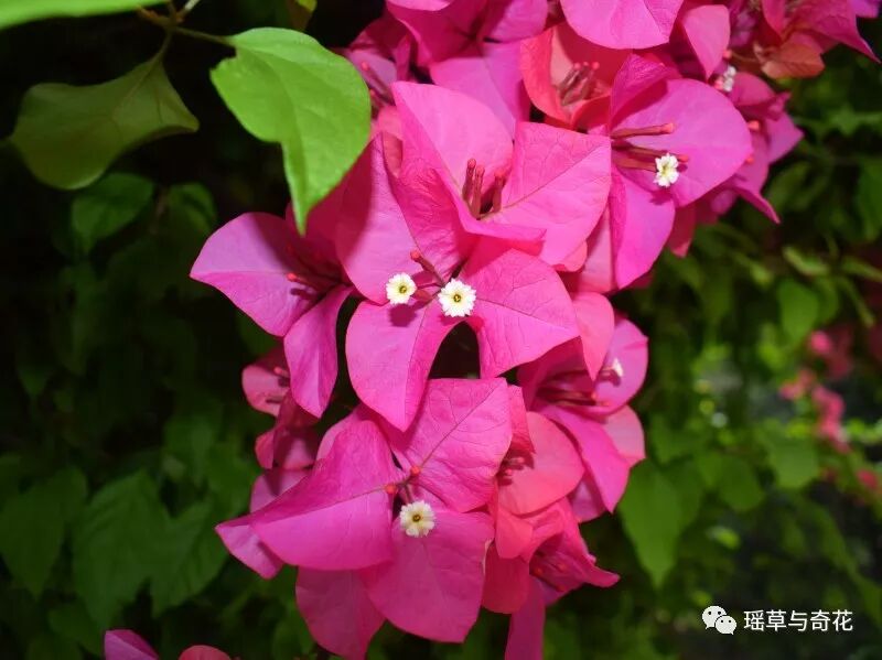 耳环花丨紫茉莉