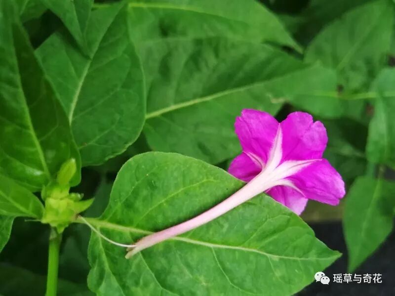 耳环花丨紫茉莉