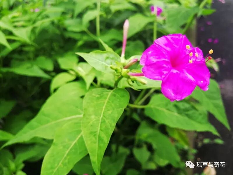 耳环花丨紫茉莉