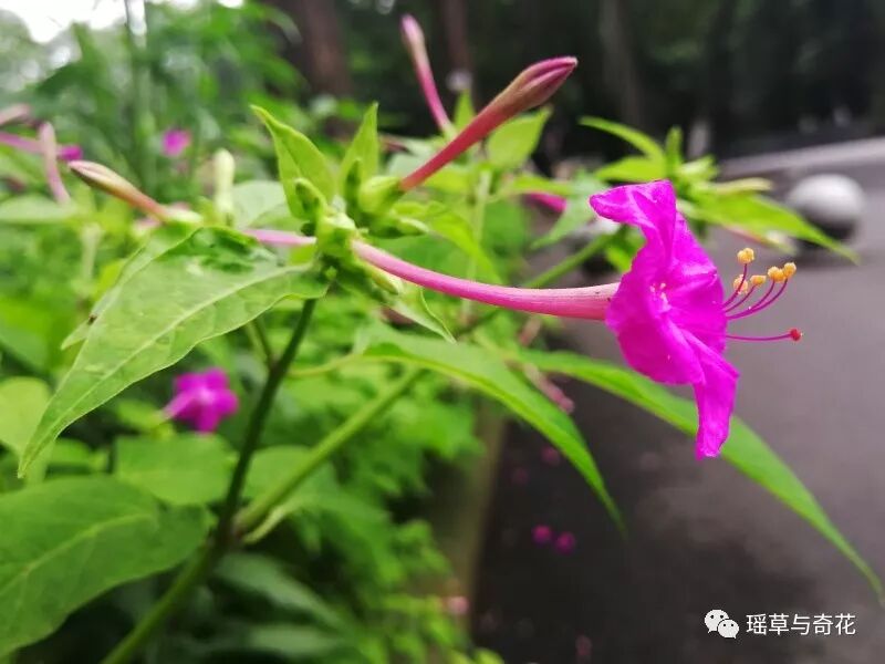 耳环花丨紫茉莉