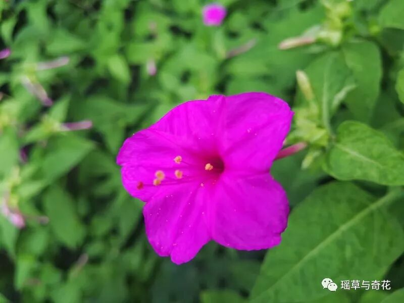 耳环花丨紫茉莉