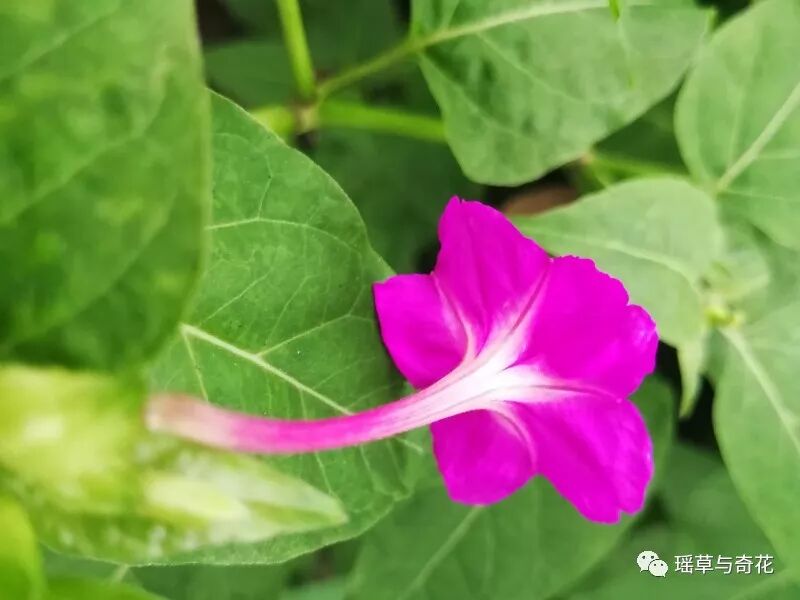 耳环花丨紫茉莉